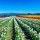 Skagit Valley Tulip Festival—See Them Before They're Gone!
